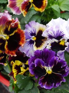 Pansy - Frilled